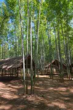 竹子森林木展馆