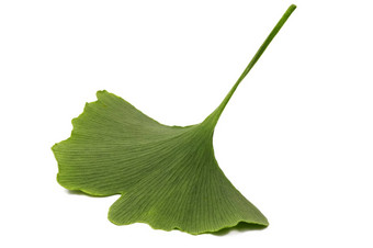 <strong>银杏</strong>biloba