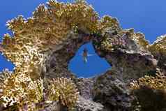 珊瑚礁伟大的珊瑚单异国情调的鱼蓝色的水背景