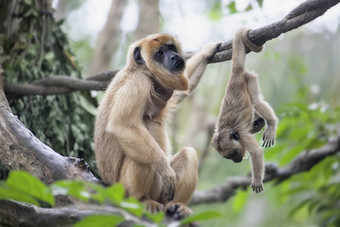 妈妈。婴儿<strong>吼</strong>猴子