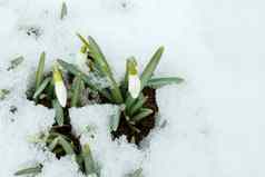 雪花莲布鲁姆春天雪