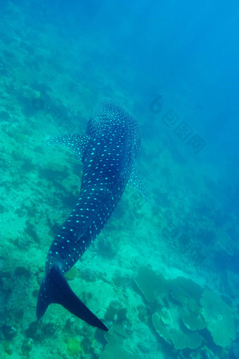 鲸鱼<strong>鲨鱼</strong>游泳水晶清晰的蓝色的水域马尔代夫