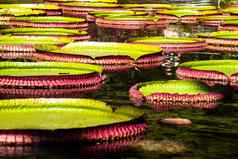 维多利亚雷吉亚世界最大叶子亚马逊水百合