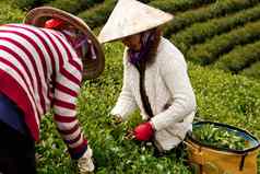 越南workerpick茶叶子树叶茶农场