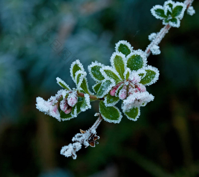 霜花