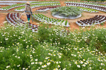 素食情节花园二angkhang皇家项目chiangm