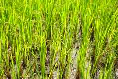 大米水稻的日益增长的有机农场印度
