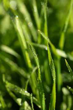 新鲜的绿色草滴水