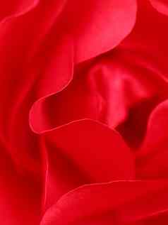 美丽的关闭红色的玫瑰