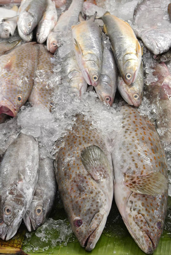 野生抓住了新鲜的鱼市场泰国