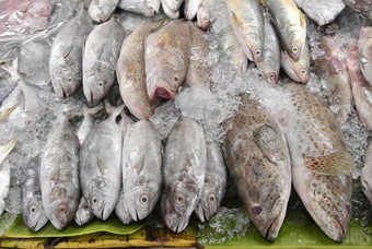 野生抓住了新鲜的鱼市场泰国