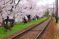 铁路樱花树