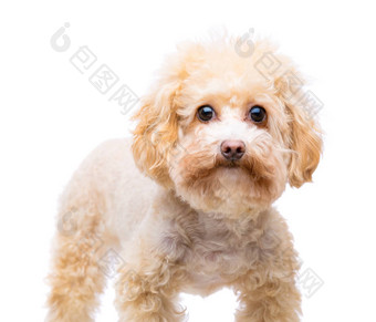 棕色（的）贵宾犬孤立的白色