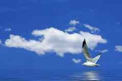 海鸥飞行明亮的蓝色的天空
