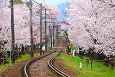 铁路樱花树