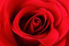 红色的玫瑰纹理