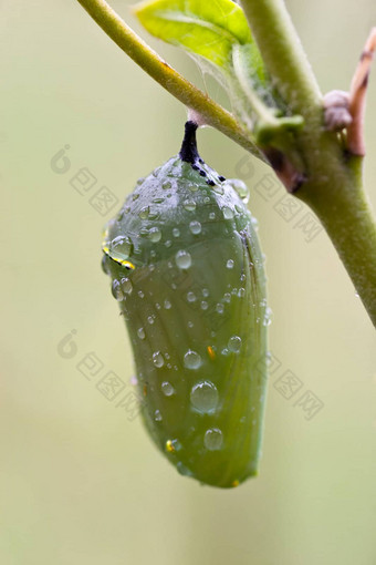 露水滴隐秘