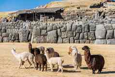 羊驼Sacsayhuaman废墟秘鲁安第斯山脉库斯科秘鲁