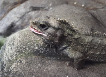 tuatara