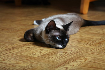 雪鞋猞猁点暹罗