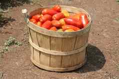 西红柿篮子