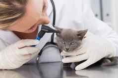 兽医检查耳朵小猫