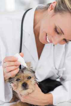 小狗接收耳朵治疗兽医