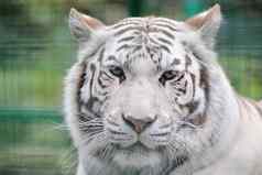 白色老虎完整的脸
