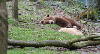 困了欧洲棕色（的）熊