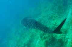 鲸鱼鲨鱼游泳水晶清晰的蓝色的水域马尔代夫