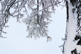 分支机构雪