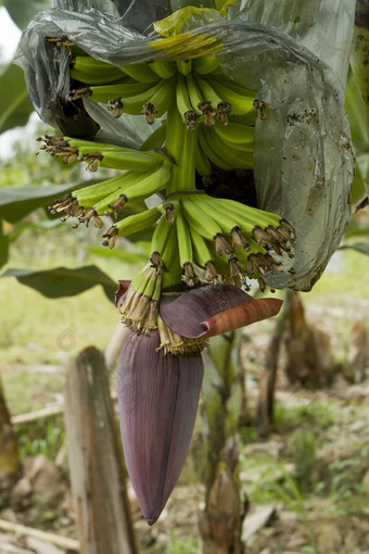 香蕉种植园厄瓜多尔