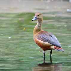 较小的Whistling-Duck