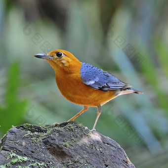 Orange-headed<strong>画眉</strong>