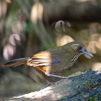 spot-breastedLaughingthrush