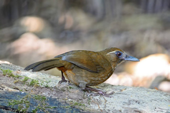 spot-breastedLaughingthrush