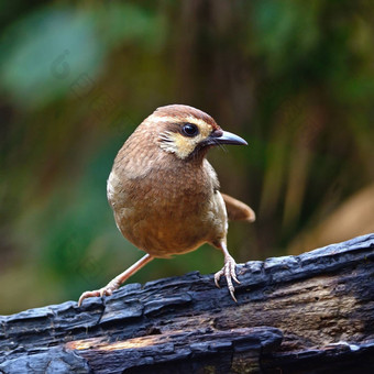 White-browedLaughingthrush