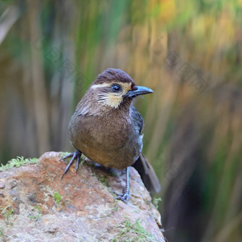 White-browedLaughingthrush