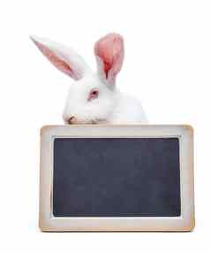 兔子空白黑板上