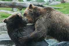 灰熊棕色（的）熊战斗