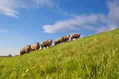 羊群绿色夏天牧场