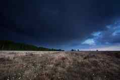 黑暗狂风暴雨的天空沼泽棉花草