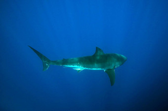 伟大的白色鲨鱼