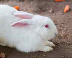 白色兔子眼睛红色的