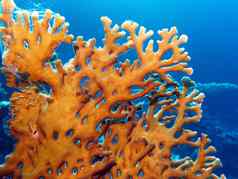 珊瑚礁伟大的黄色的火珊瑚底热带海蓝色的水背景