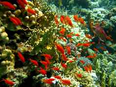 珊瑚礁Shoal橙色鱼anthias底热带海