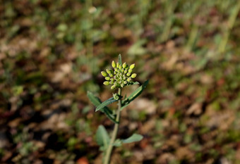 花味蕾油菜籽