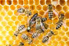 女王蜜蜂蜜蜂蜂巢铺设鸡蛋