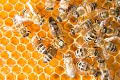 女王蜜蜂蜜蜂蜂巢铺设鸡蛋