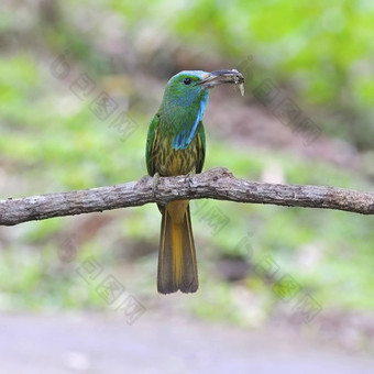 blue-bearded食蜂鸟